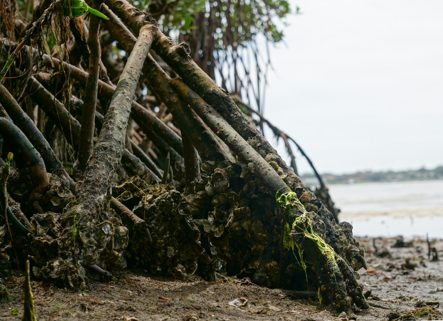 Licenciamento Ambiental no IPLAM para Pequeno Potencial Poluidor em Alagoas – 2026: Como Funciona e Quais Documentos São Necessários